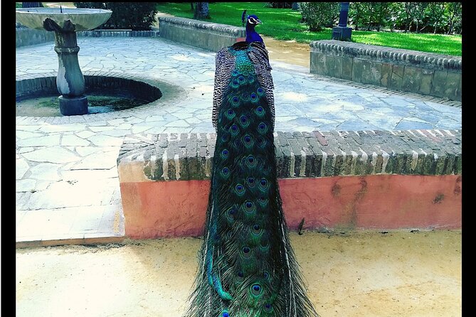 Alcazar and Cathedral of Seville Private Tour - Tickets and timing, the part that can make or break your day
