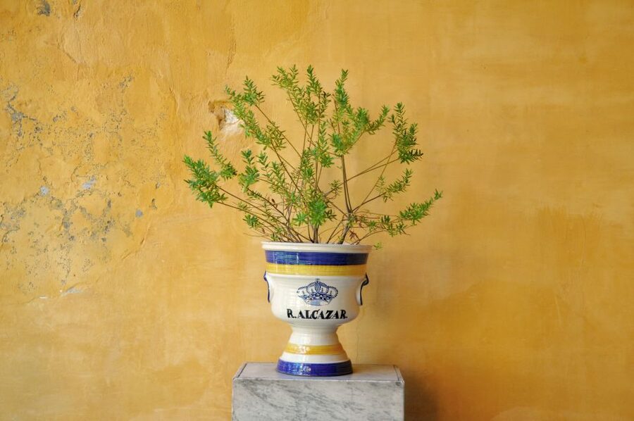 Alcázar of Seville Skip-the-Line Tickets and Guided Tour - The gardens tour part: shade, scale, and time to wander