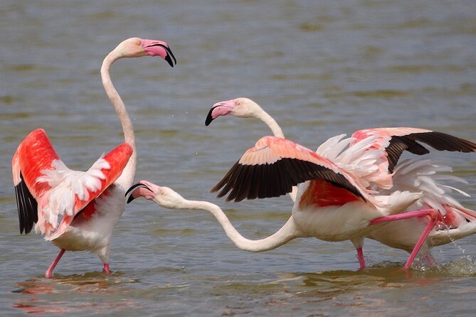 Birding & Photography Day Trip to Doñana from Seville - Key highlights that make this day trip work