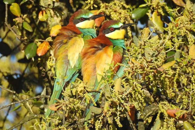 Birding & Photography Day Trip to Doñana from Seville - Getting to Doñana from Seville, without making it complicated