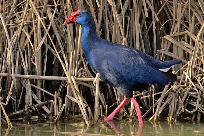 Birding & Photography Day Trip to Doñana from Seville - Transportation comfort and where it fits in your Seville itinerary