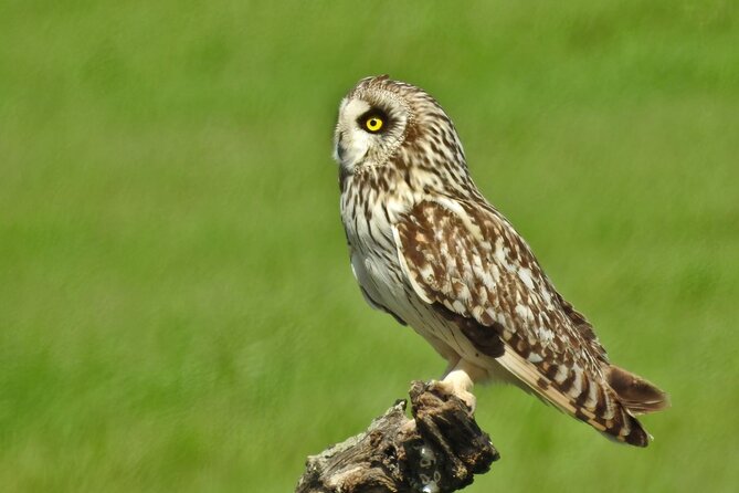 Birding & Photography Day Trip to Doñana from Seville - Price and value: is $150.85 a good deal for a full birding day?