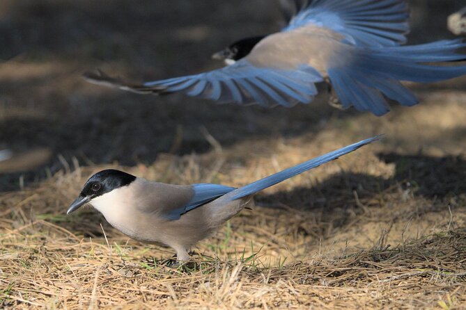 Birding & Photography Day Trip to Doñana from Seville - Who should book this Doñana birding and photography day