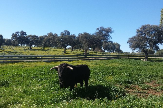 Bull Breeding Farm: Guided Half-Day Tour from Seville - Key Points You Should Know Before You Go