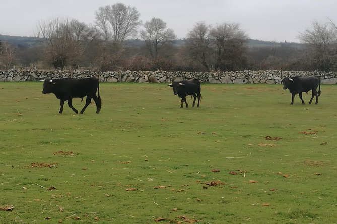 Bull Breeding Farm: Guided Half-Day Tour from Seville - The Guide Experience, Translation, and the English Promise