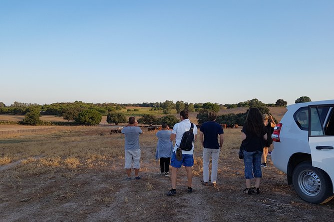 Bull Breeding Farm: Guided Half-Day Tour from Seville - Time on the Farm vs. Food Expectations (Plan Ahead)