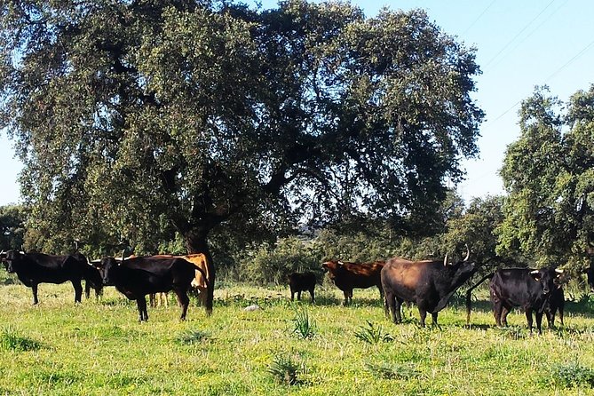 Bull Breeding Farm: Guided Half-Day Tour from Seville - Price and Value: What $114 Buys You