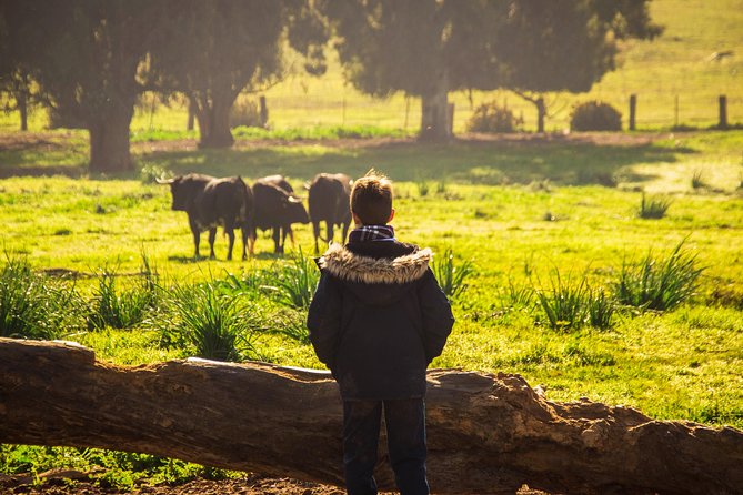 Bull Breeding Farm: Guided Half-Day Tour from Seville - Comfort, Group Size, and Logistics That Affect Your Day