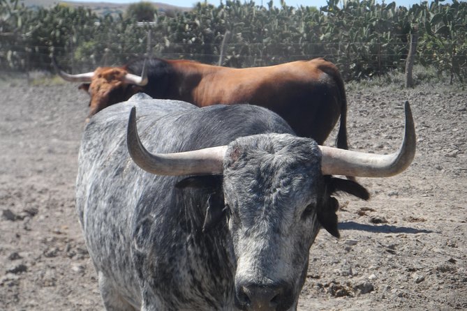 Bull Breeding Farm: Guided Half-Day Tour from Seville - The 4-Hour Plan: Pickup, Ranch Time, and Back to Seville