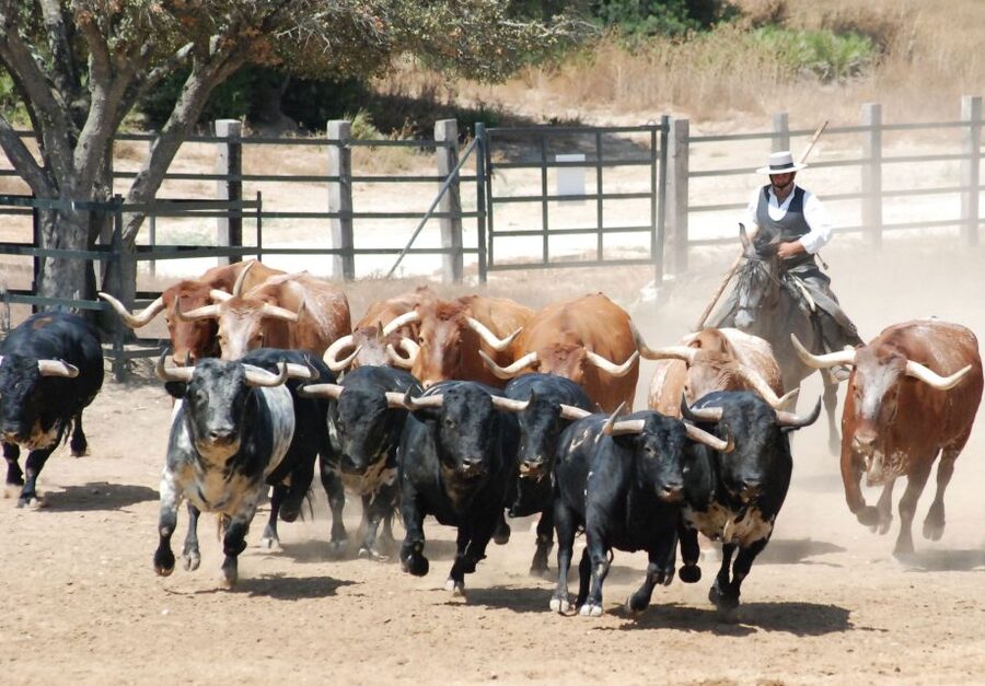 Cadiz: Andalusian Horses and Bulls Country Show - Key Things I Think Are Worth Your Time