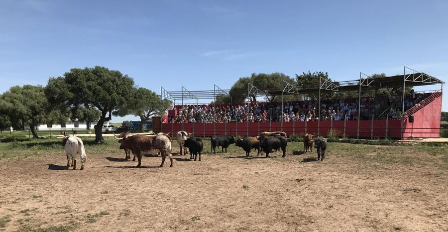 Cadiz: Andalusian Horses and Bulls Country Show - Seating in Sun or Shade: Your Comfort Checklist