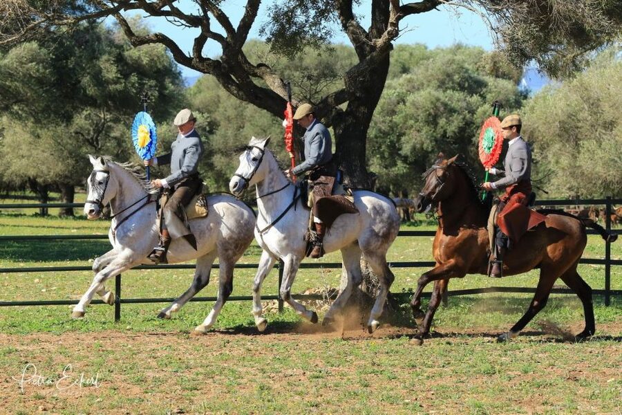 Cadiz: Andalusian Horses and Bulls Country Show - How the Pieces Fit Together: Bulls, Horses, and Rider Skill