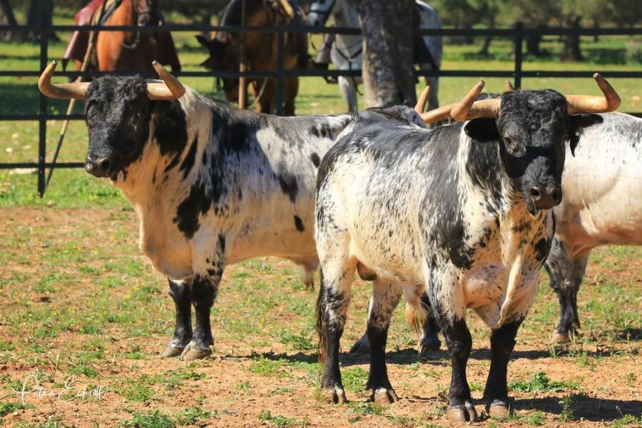 Cadiz: Andalusian Horses and Bulls Country Show - Timing, Practical Flow, and What to Do Before You Sit Down