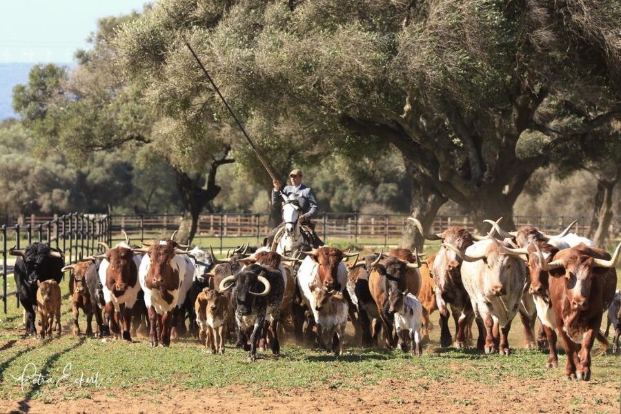 Cadiz: Andalusian Horses and Bulls Country Show - What’s Included, What’s Not, and the Small Spending Reality