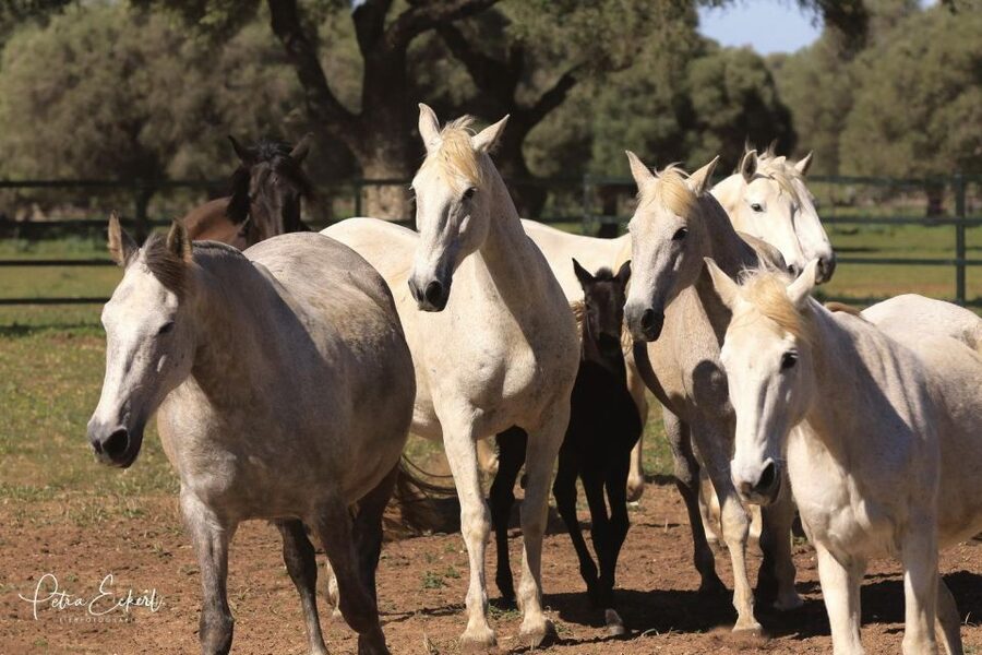 Cadiz: Andalusian Horses and Bulls Country Show - Where You Go: A Campo Abierto and the El Carrascal Ranch Setup