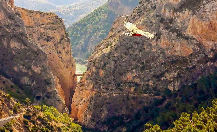 Caminito del Rey: Entry Ticket and Guided Tour - End in El Chorro: shuttle back to the Visitor Centre, with one key catch
