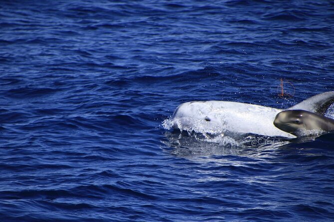 Cetacean Watching Tour - Price and Value: Is $54.06 Worth It?