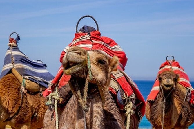 Chefchaouen Day Trip from Seville - What this Chefchaouen day trip really does for your time