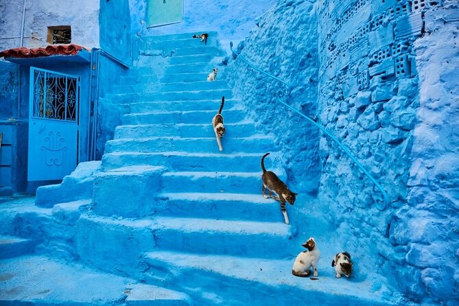 Chefchaouen Day Trip from Seville - The 8:00 am start and the ferry leg to Tangier