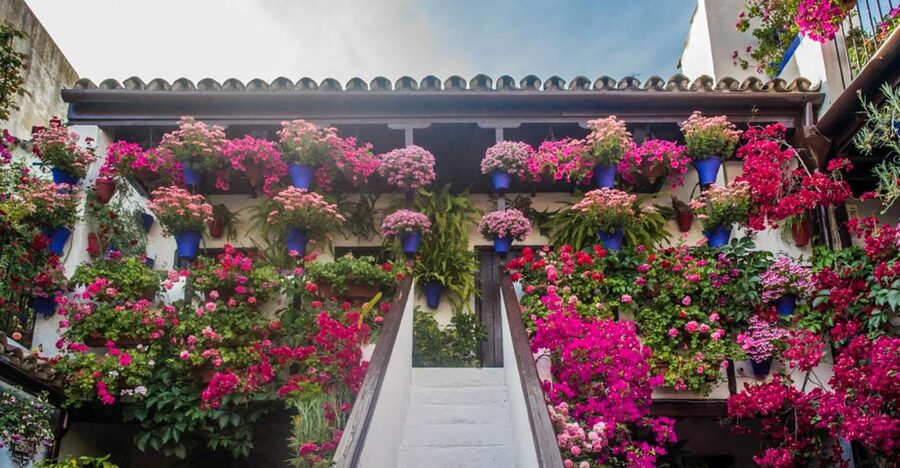 Córdoba: Guided Tour of the Patios - Why Córdoba patios feel personal, not just postcard pretty