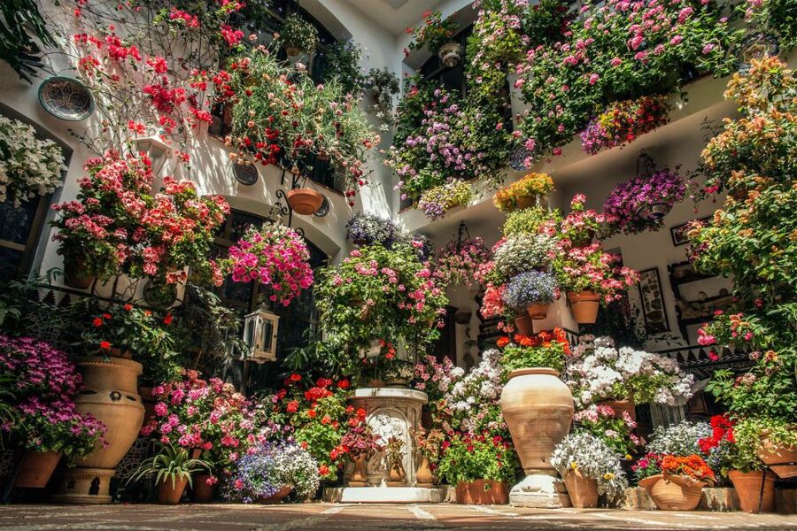 Córdoba: Guided Tour of the Patios - Price and value for $23: access plus interpretation