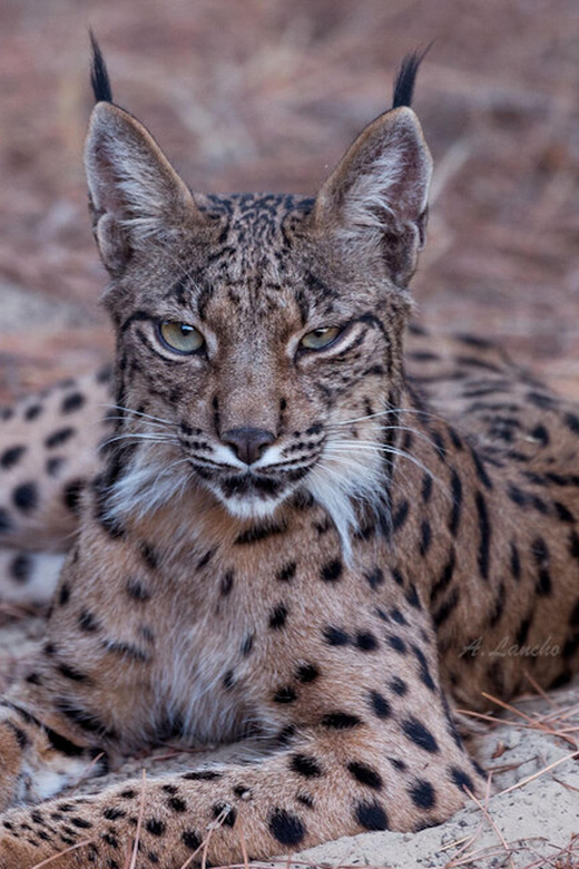 Discover Doñana & Iberian Lynx: Premium Nature Tour - Key things to know before you go