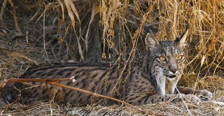 Discover Doñana & Iberian Lynx: Premium Nature Tour - Why Doñana and the Iberian lynx tour feels different