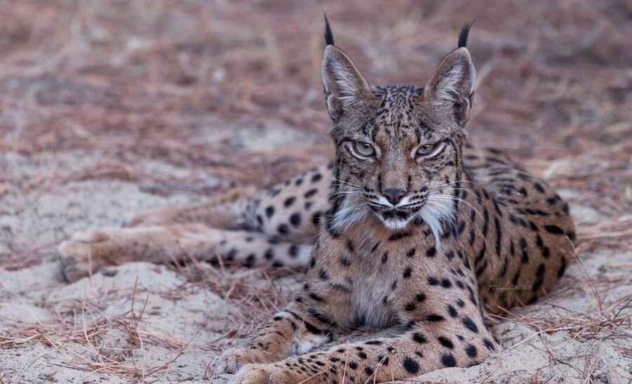 Discover Doñana & Iberian Lynx: Premium Nature Tour - Coto del Rey and the King’s Palace area access