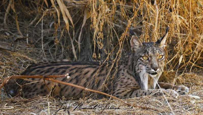 Discover Doñana & Iberian Lynx: Premium Nature Tour - Price and value for a premium Doñana excursion