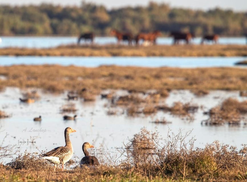Discover Doñana & Iberian Lynx: Premium Nature Tour - Should you book the Doñana & Iberian Lynx premium nature tour?