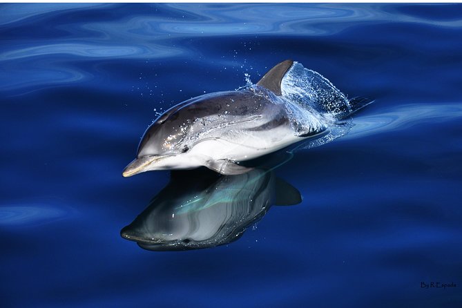 Dolphin Watching Excursion in Gibraltar - Gibraltar’s Dolphin Scene: Why This Trip Makes Sense