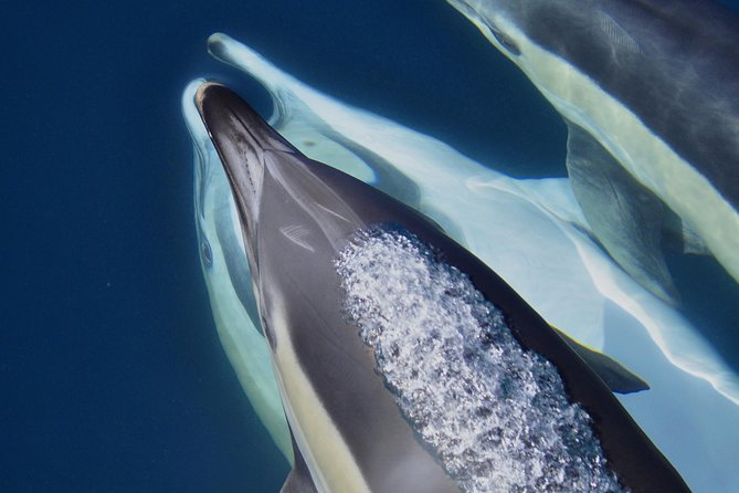 Dolphin Watching Excursion in Gibraltar - Marine Biologist Commentary: How It Improves What You See