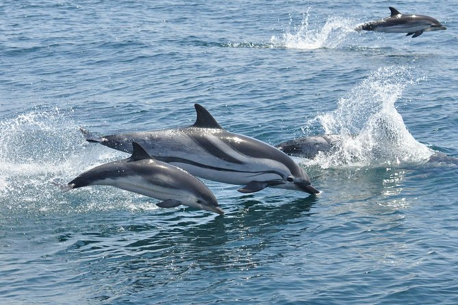 Dolphin Watching Excursion in Gibraltar - Price and Value: Is $38.83 a Smart Buy?
