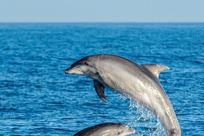 Dolphin Watching Excursion in Gibraltar - Who Should Book This Dolphin Adventure?