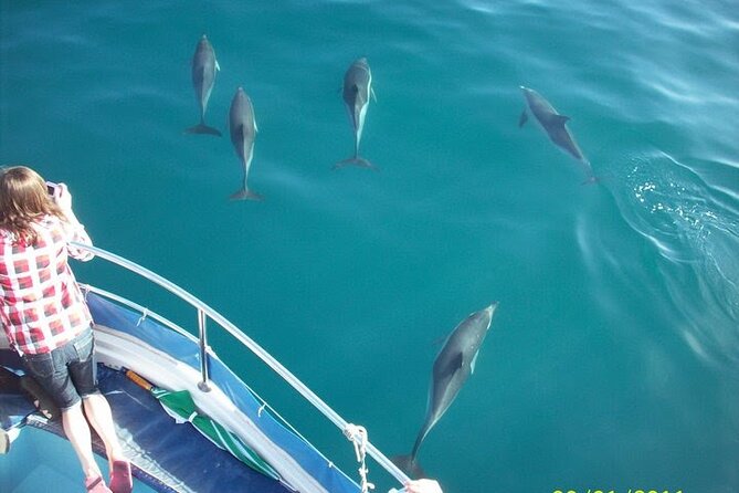 Dolphin Watching in Gibraltar Dolphin Safari V.I.P - Key things to know before you go