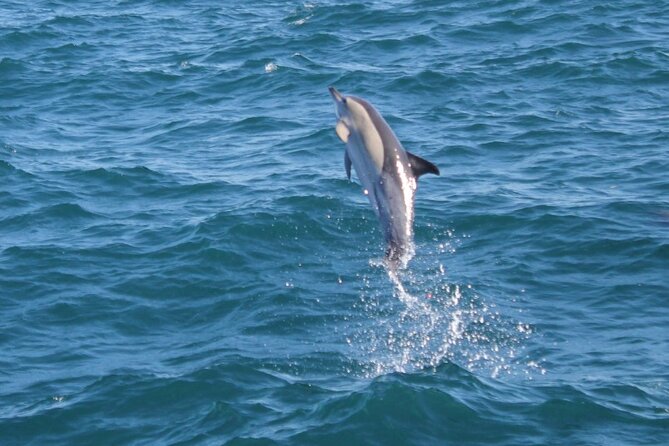 Dolphin Watching in Gibraltar Dolphin Safari V.I.P - How dolphin spotting works here, and what the 99% guarantee really means