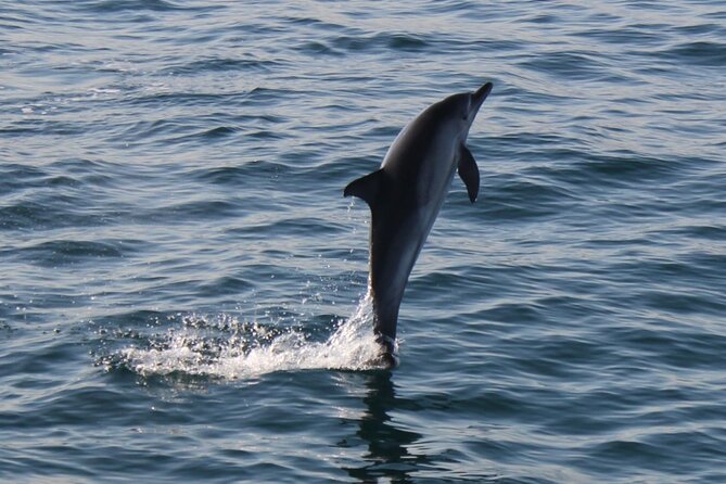 Dolphin Watching in Gibraltar Dolphin Safari V.I.P - The on-water experience: live commentary plus Strait history
