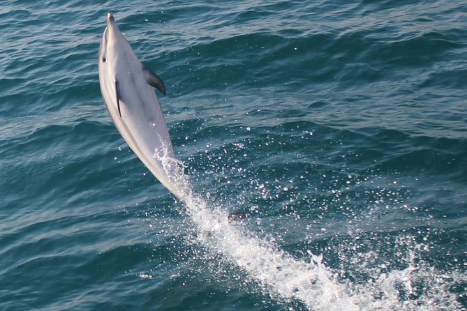 Dolphin Watching in Gibraltar Dolphin Safari V.I.P - What you will see: dolphins, views, and the weather reality check