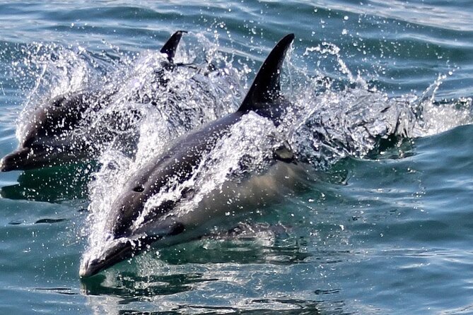 Dolphin Watching in Gibraltar Dolphin Safari V.I.P - Comfort and motion: what to consider if you get seasick