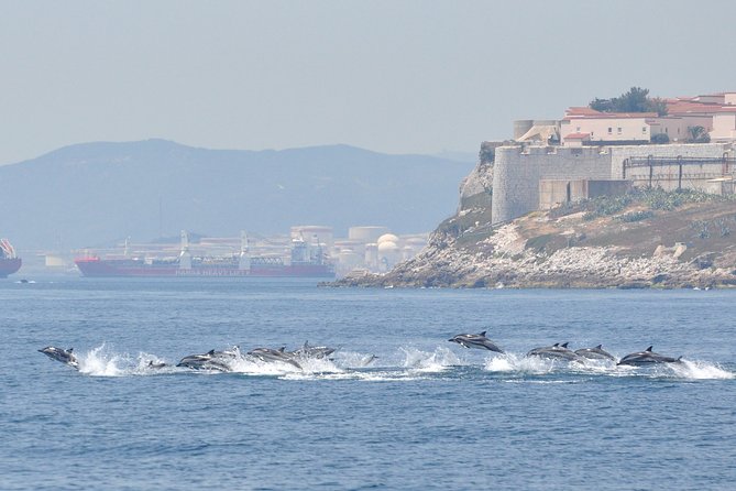 Dolphin Watching in Gibraltar & Fast Track Priority Cable Car - How the crew runs responsible dolphin watching (and why it helps you)
