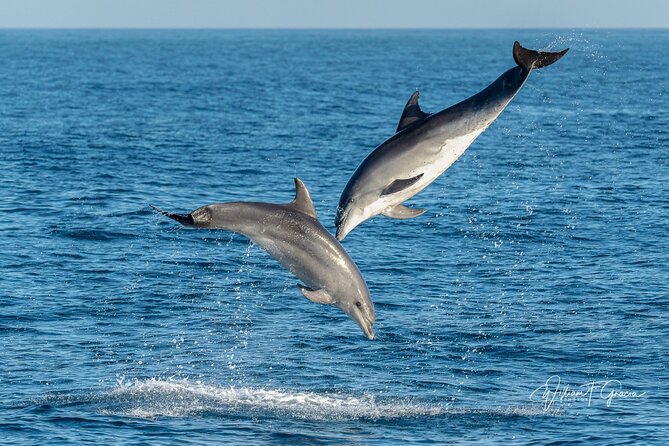 Dolphin Watching in Gibraltar & Fast Track Priority Cable Car - Cable car ride up to the Rock, what the priority is really for