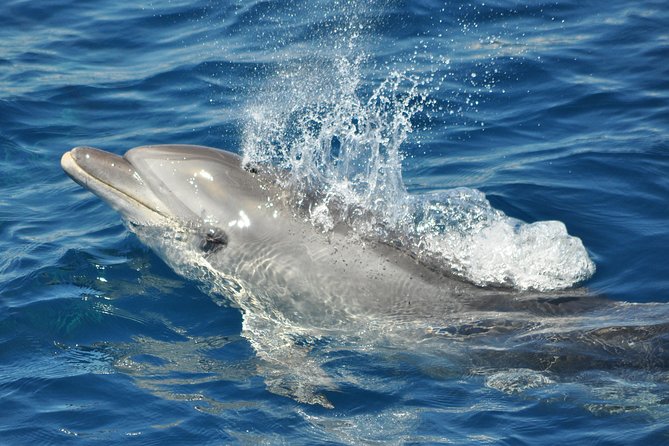 Dolphin Watching in Gibraltar & Fast Track Priority Cable Car - Price and value, how $53.02 fits the mix
