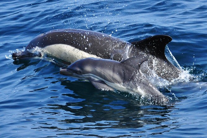 Dolphin Watching in Gibraltar & Fast Track Priority Cable Car - What to pack and how to make this day easier