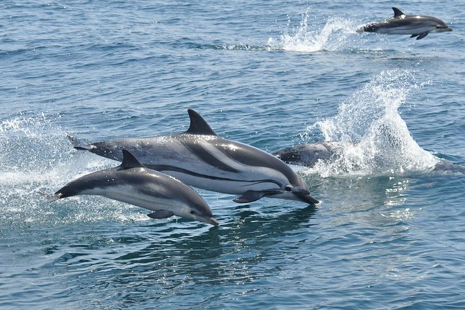 Dolphin Watching in Gibraltar & Fast Track Priority Cable Car - Who this tour suits best, and who might want a different plan