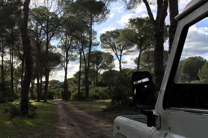 Donana National Park and El Rocío: Guided Tour from Seville - Dehesa de Abajo: storks, oaks, and “watching smarter”