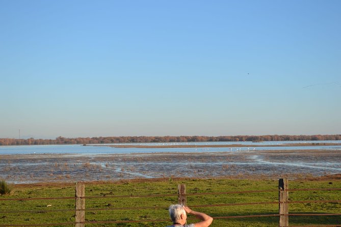 Donana National Park and El Rocío: Guided Tour from Seville - Asperillo pine forest sunset and the mammal question