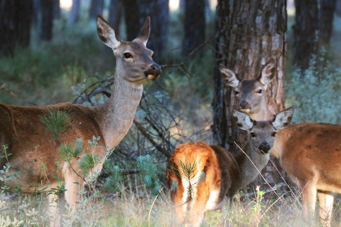 Donana National Park and El Rocío: Private Tour from Seville - Key things to know before you go