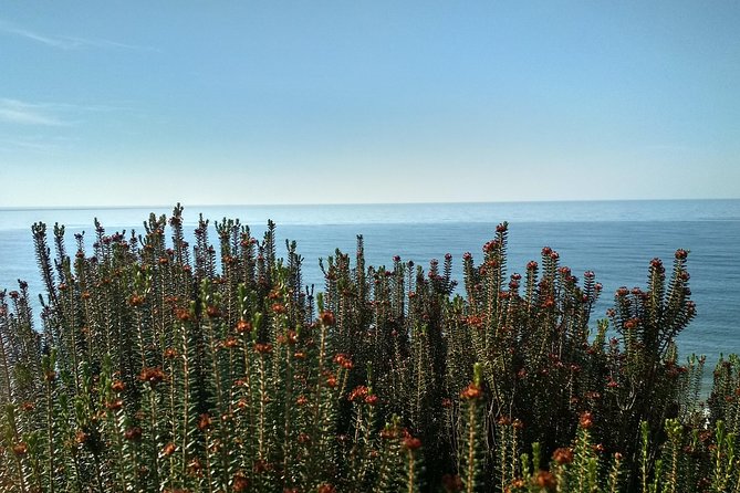 Donana National Park and El Rocío: Private Tour from Seville - El Rocío village: the pilgrimage town vibe in a short visit