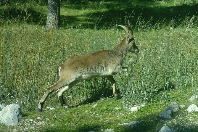 Donana National Park and El Rocío: Private Tour from Seville - Sanctuario de Nuestra Señora del Rocío: where the big annual gathering happens