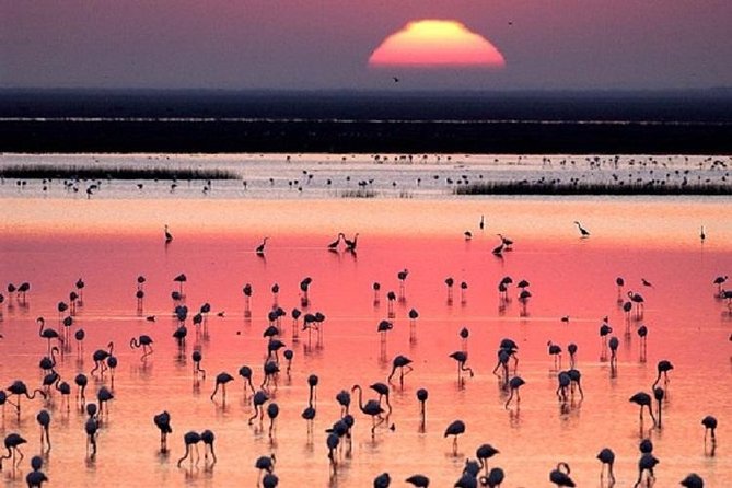 Donana National Park: Guided Day Tour from Seville - From Seville to Doñana, in one long, satisfying day